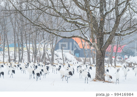 鶴居村のタンチョウ 鶴居村のタンチョウ 99416984