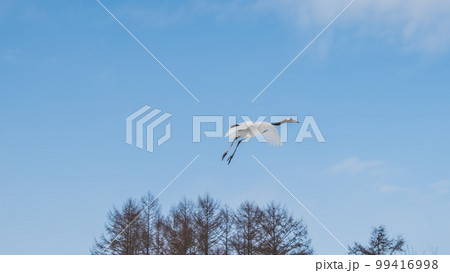 鶴居村のタンチョウ 99416998