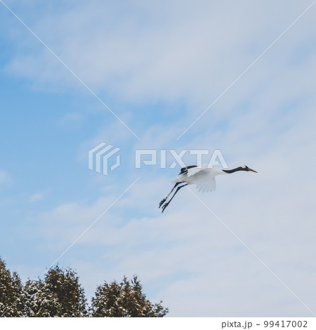 鶴居村のタンチョウ 鶴居村のタンチョウ 99417002