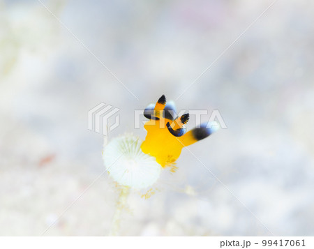 ウデフリツノザヤウミウシ（愛称ピカチュウウミウシ）　 99417061