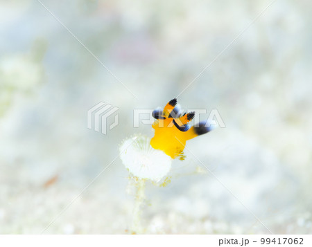 ウデフリツノザヤウミウシ（愛称ピカチュウウミウシ）　 99417062