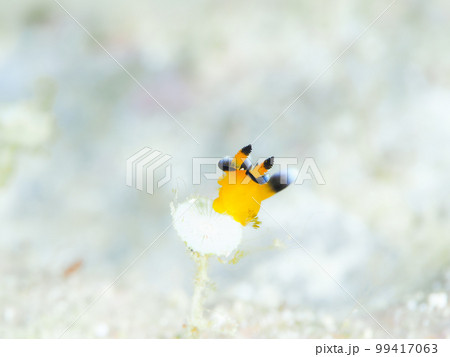 ウデフリツノザヤウミウシ(愛称ピカチュウウミウシ) ウデフリツノザヤウミウシ(愛称ピカチュウウミウシ) 99417063