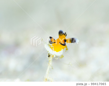 ウデフリツノザヤウミウシ(愛称ピカチュウウミウシ) ウデフリツノザヤウミウシ(愛称ピカチュウウミウシ) 99417065