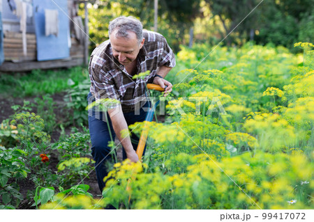 man farmer digging in his estate garden 99417072