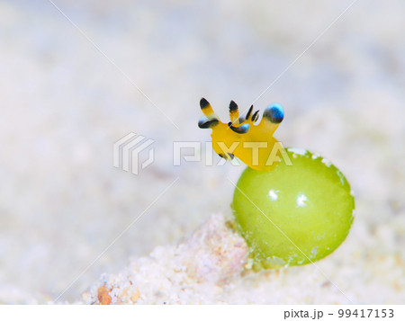 ウデフリツノザヤウミウシ（愛称ピカチュウウミウシ）　 99417153