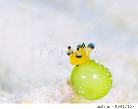 ウデフリツノザヤウミウシ(愛称ピカチュウウミウシ) ウデフリツノザヤウミウシ(愛称ピカチュウウミウシ) 99417157
