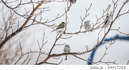 阿寒郡のエナガ 99417268