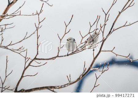 阿寒郡のエナガ 99417271