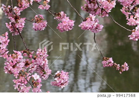 水面に映る樹木の影と河津桜 99417568
