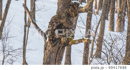 北海道 鶴居村のふくろう 北海道 鶴居村のふくろう 99417686