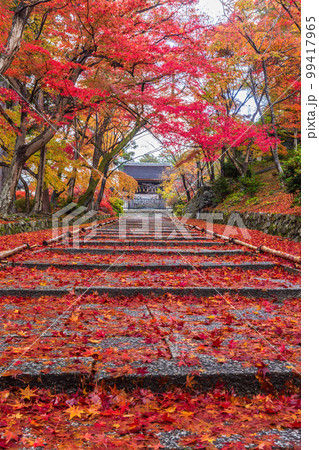 京都　毘沙門堂の紅葉 99417965