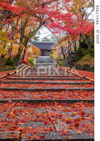 京都　毘沙門堂の紅葉 99417966