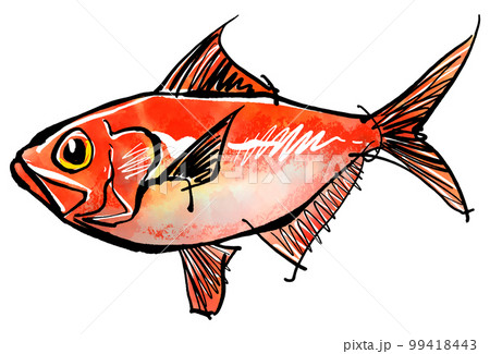 キンメダイの手書きイラスト（筆書き水彩墨絵風）のイラスト素材