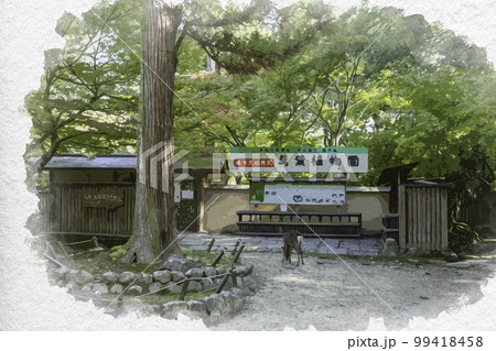 水彩画風　春日大社　春日大社神苑　萬葉植物園　奈良県奈良市 99418458