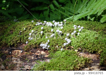白神山地の原生林に生息するキノコ 99418705