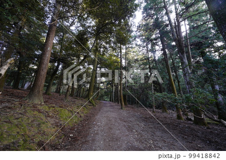 奈良公園 禰宜の道 奈良公園 禰宜の道 99418842