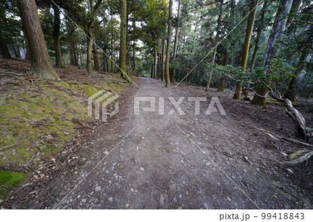 奈良公園　禰宜の道 99418843