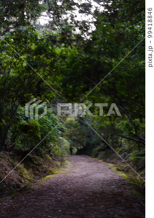 奈良公園　禰宜の道 99418846