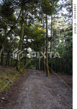 奈良公園　禰宜の道 99418847