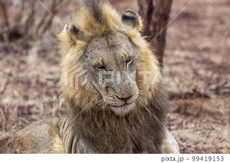 African Male Lion portrait in the Kruger Park South Africa 99419153