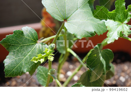 オクラの葉 99419602