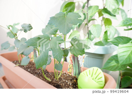 家庭菜園 99419604