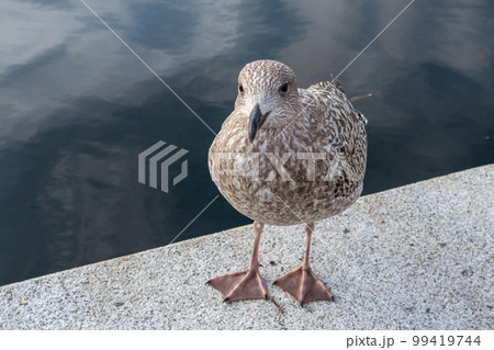 Big seagull bird close-up on concrete in Oslo Big seagull bird close-up on concrete in Oslo 99419744