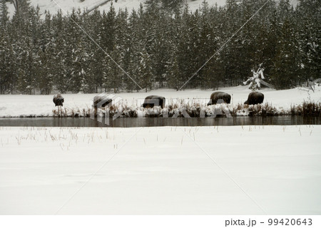 Yellowstone American Bison Herd Yellowstone American Bison Herd 99420643