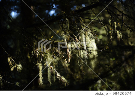 Usnea barbata, old man's beard hanging on a fir tree branch 99420674