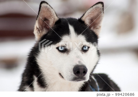Husky dog portrait 99420686