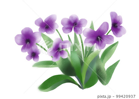スミレの花 99420937
