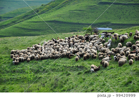 Flock of sheep in the pasture Flock of sheep in the pasture 99420999
