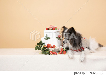 お座りしたパピヨンといちごケーキ 99421035