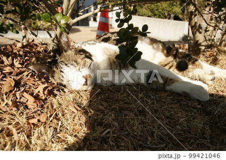 山梨県庁在住の地域猫 99421046