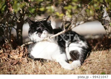 山梨県庁在住の地域猫 99421047