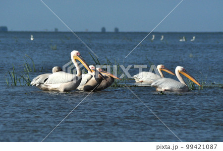 Pelicans in the Danube delta Pelicans in the Danube delta 99421087