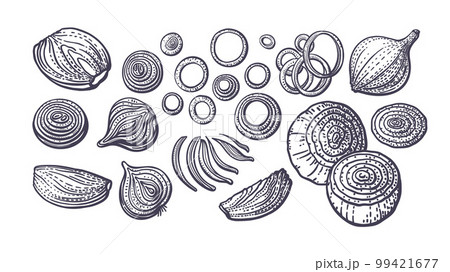 Onion bulb, cut. Vector art set. Hand drawn sketch Onion bulb, cut. Vector art set. Hand drawn sketch 99421677