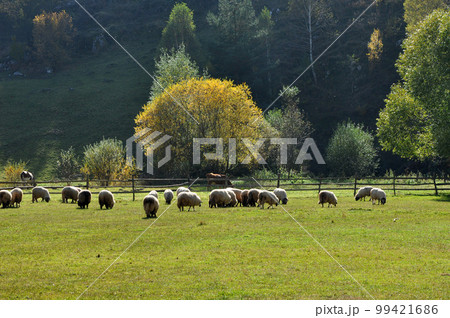 Flock of sheep grazing in a meadow at autumn 99421686