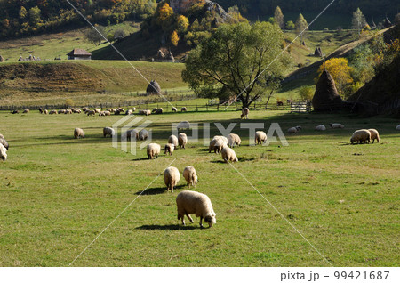 Flock of sheep grazing in a meadow at autumn 99421687