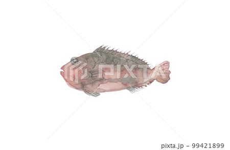 ブダイ　左向き 99421899