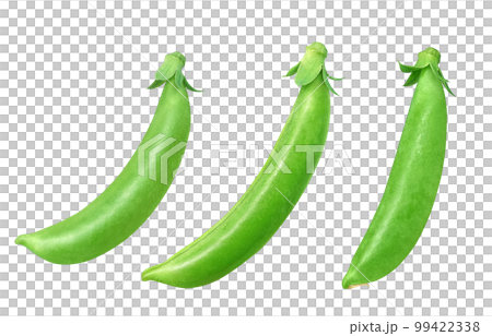 snap peas 小吃豌豆插畫真實 99422338