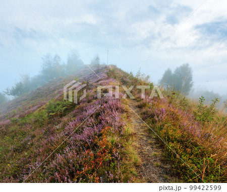 Misty morning dew on mountain meadow Misty morning dew on mountain meadow 99422599