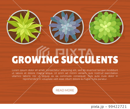 Succulents Growing Banner Design with Desert...のイラスト素材 [99422721] - PIXTA