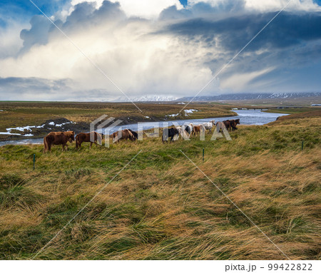 Icelandic horses herd graze on West Iceland, Vatnsnes peninsula. Only one breed of horse lives in Iceland. Beautiful and well-groomed Icelandic horses on a free pasture near river. 99422822