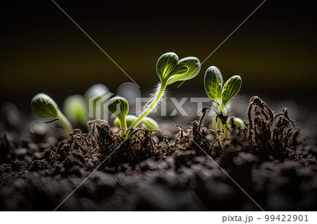 AI generated sprouted seedlings in soil, seedling sprouts, home gardening, selective focus AI generated sprouted seedlings in soil, seedling sprouts, home gardening, selective focus 99422901