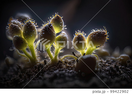 AI generated sprouted seedlings in soil, seedling sprouts, home gardening, selective focus 99422902