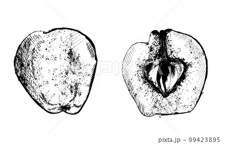 Quince vector line art. fruit detailed vintage designs 99423895