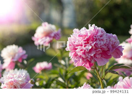 Pink blossom flower named as peony on green background. Soft focus. 99424131