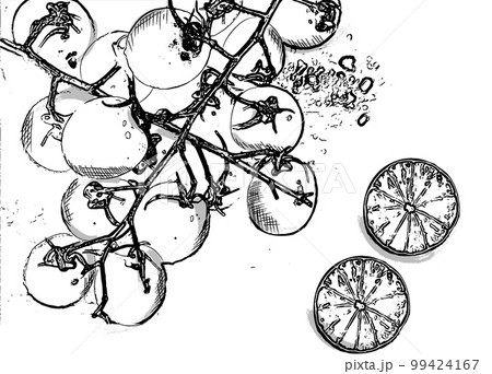 Tomatoes and lemon slices vintage vector line arts 99424167