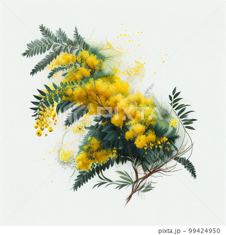 Lovely yellow fluffy mimosa branch isolated on white close-up, beautiful spring background, floral wallpaper 99424950